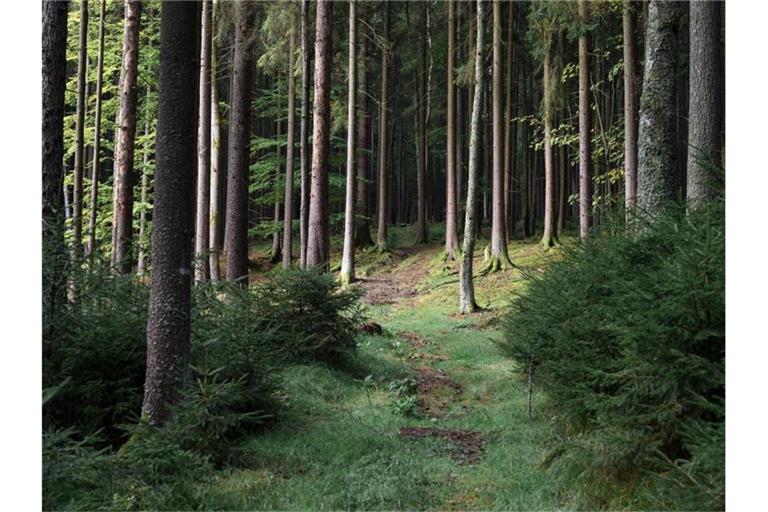 Ein achtjähriges Mädchen aus Berlin hat sich im Wald an der deutsch-tschechischen Grenze verirrt. Foto: Daniel Vogl/dpa