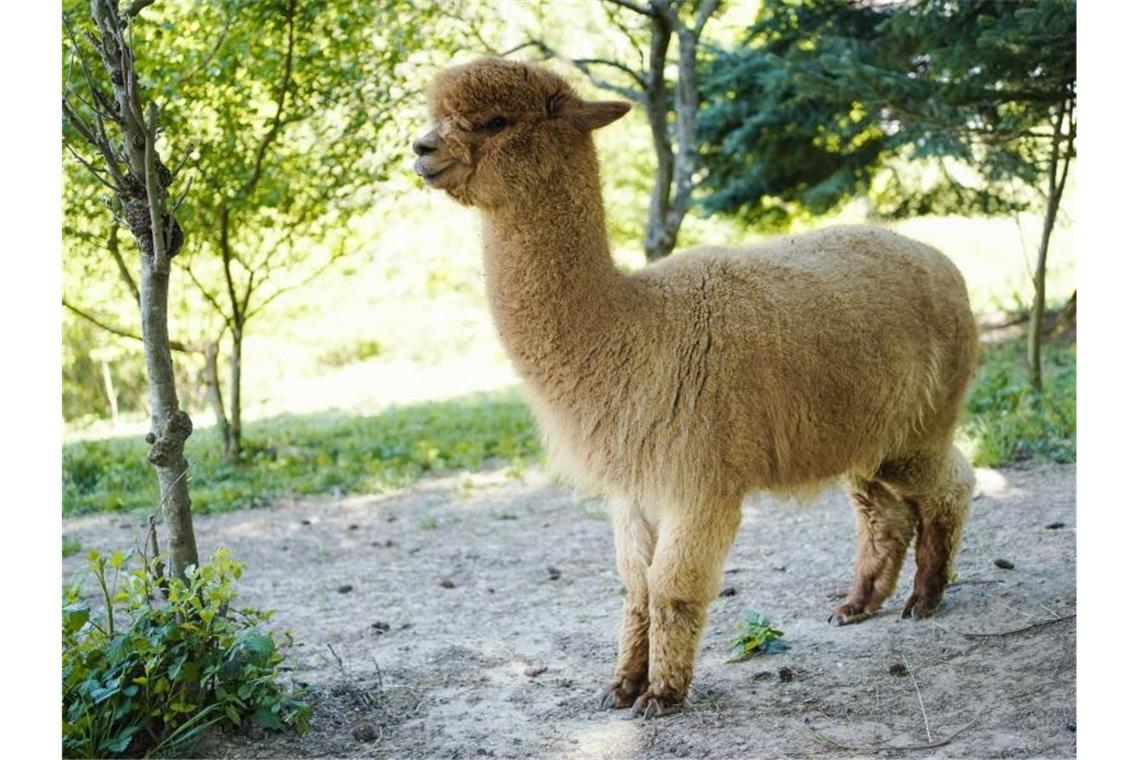 Alpakas als Gegenmittel: Zu viele Wildschweine in Heidelberg