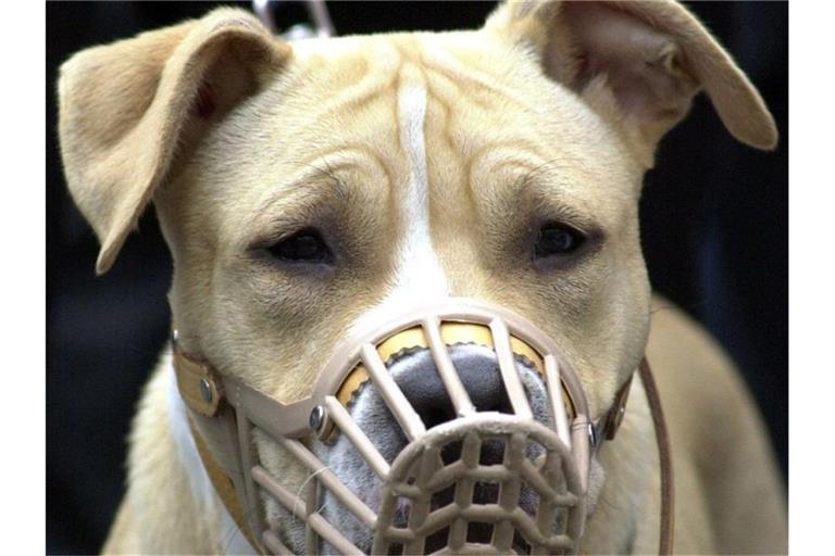 Ein American Staffordshire Terrier mit Maulkorb wird an der Leine gehalten. Foto: Uwe Zucchi/Archivbild