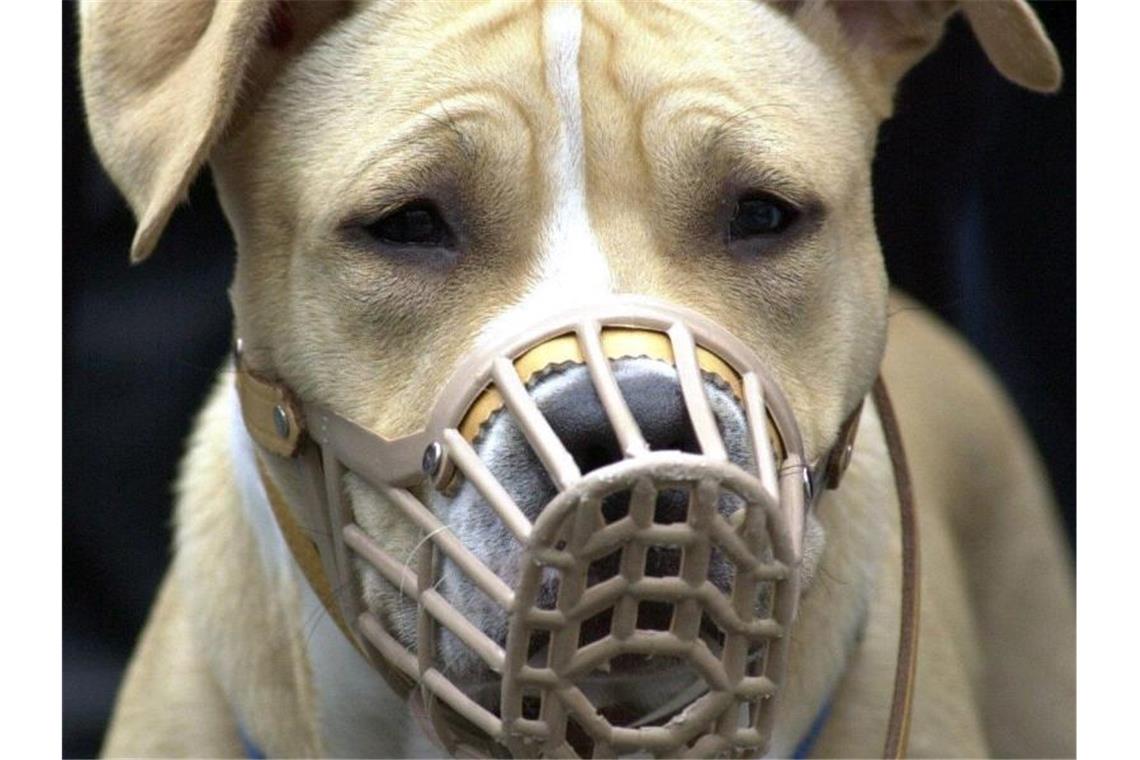 Hundeattacke in Leimen: Gentest soll Rasse bestätigen Ein American Staffordshire Terrier mit Maulkorb wird auf einer Demonstration von Hundehaltern an der Leine gehalten. Foto: Uwe Zucchi/Archivbild