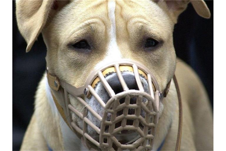 Ein American Staffordshire Terrier mit Maulkorb wird auf einer Demonstration von Hundehaltern an der Leine gehalten. Foto: Uwe Zucchi/Archivbild