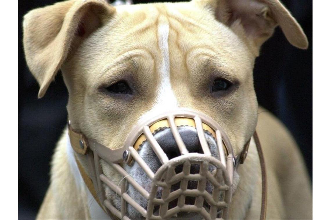Zweieinhalb Jahre Jugendstrafe nach Kampfhundeattacke Ein American Staffordshire Terrier mit Maulkorb wird auf einer Demonstration an der Leine gehalten. Foto: Uwe Zucchi/dpa/Archivbild