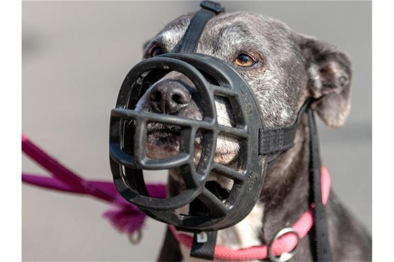 Ein American Staffordshire Terrier trägt einen Maulkorb. Foto: Philipp Schulze/dpa/Archivbild