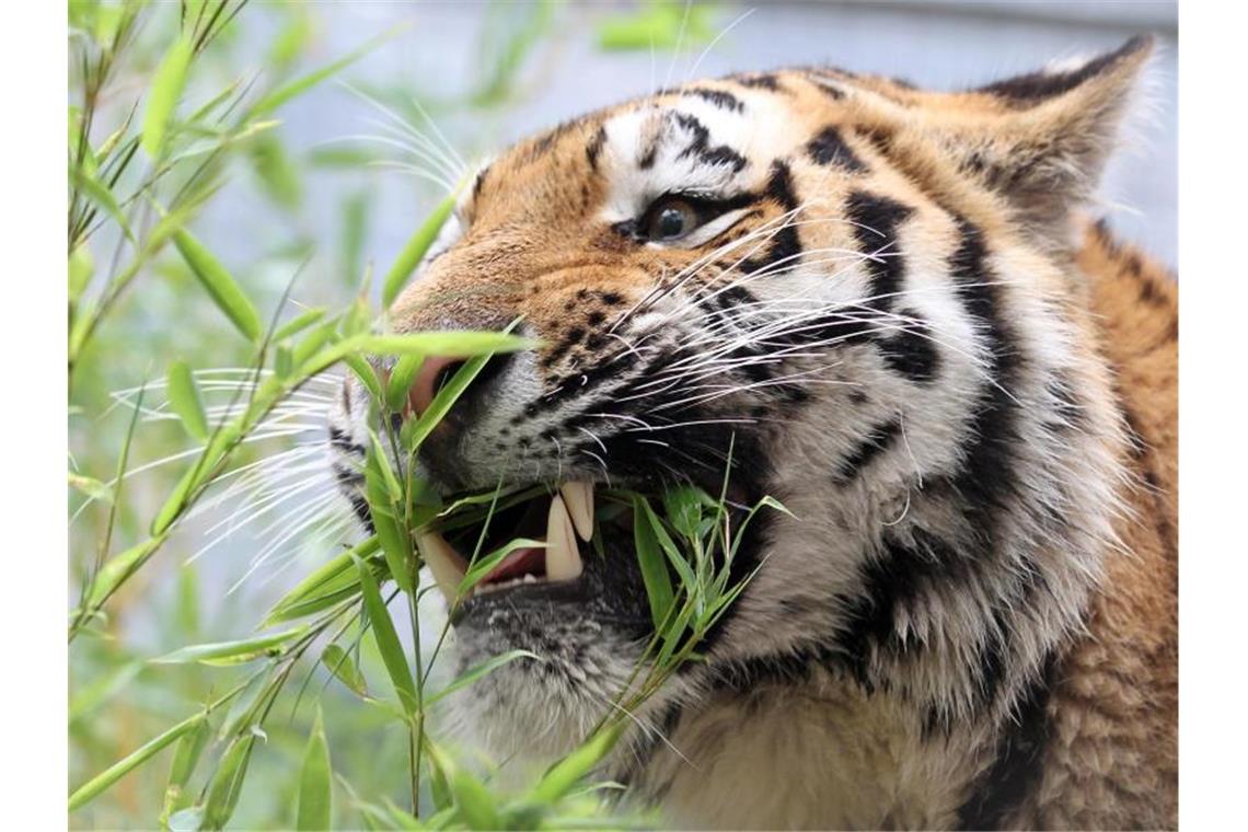 Ein Amur-Tiger in einem Zo. Die Großkatze gehört zu einer stark vom Aussterben bedrohten Art. Foto: Jan Woitas