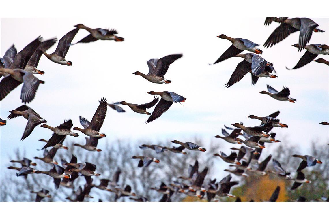 Ein an der Vogelgrippe erkrankter toter Schwan ist am Bodensee entdeckt worden (Symbolbild).
