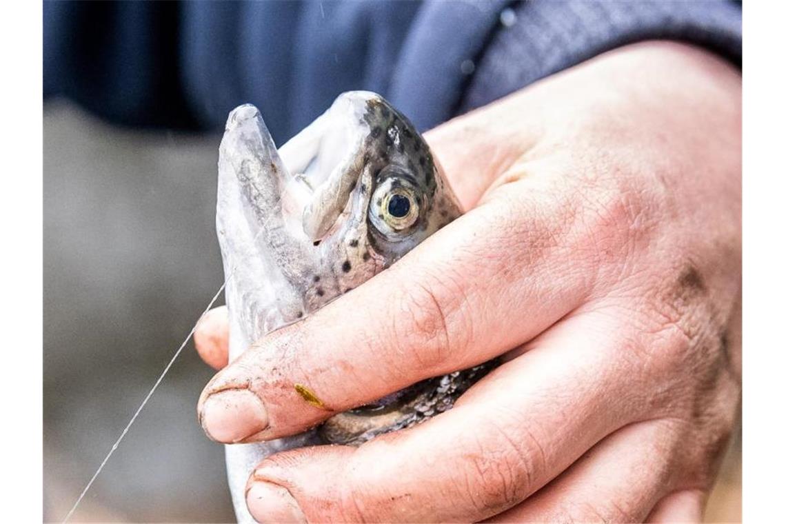 Ein Angler zeigt seine gerade geangelte Forelle. Foto: Sina Schuldt/dpa/Symbolbild