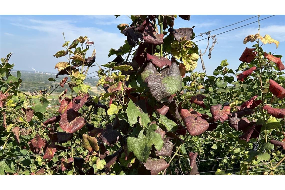 Ein Anzeichen für befallene Reben können unter anderem rötliche, eingerollte Blätter sein.