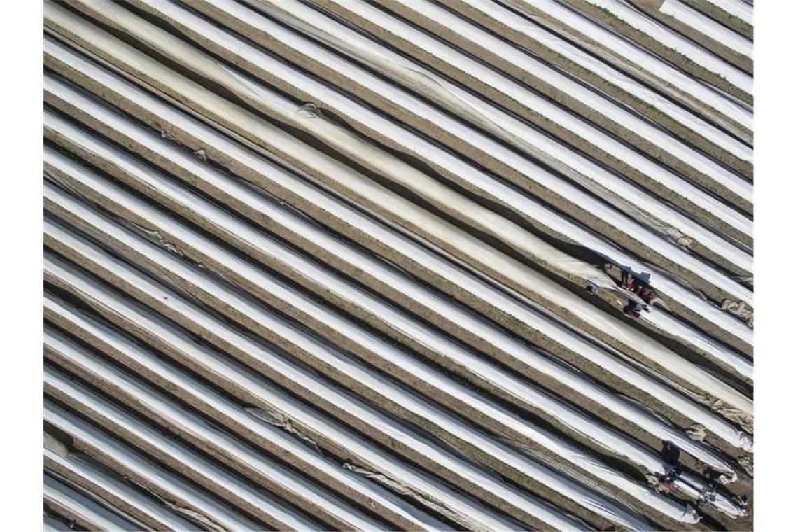 Ein Arbeiter erntet Spargel auf einem Feld. Foto: Boris Roessler/dpa/Symbolbild