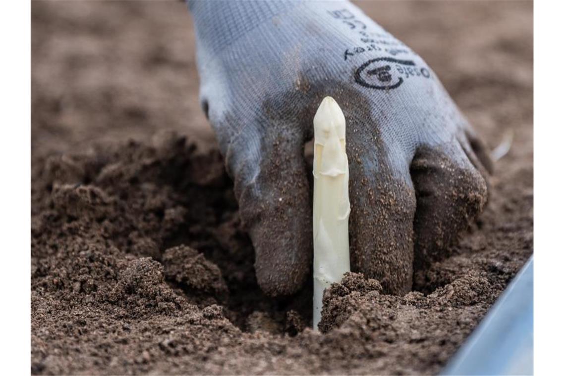 Coronakrise stellt Spargel- und Erdbeerernte vor Probleme Ein Arbeiter erntet Spargel auf einem Feld. Foto: Silas Stein/dpa/Archivbild