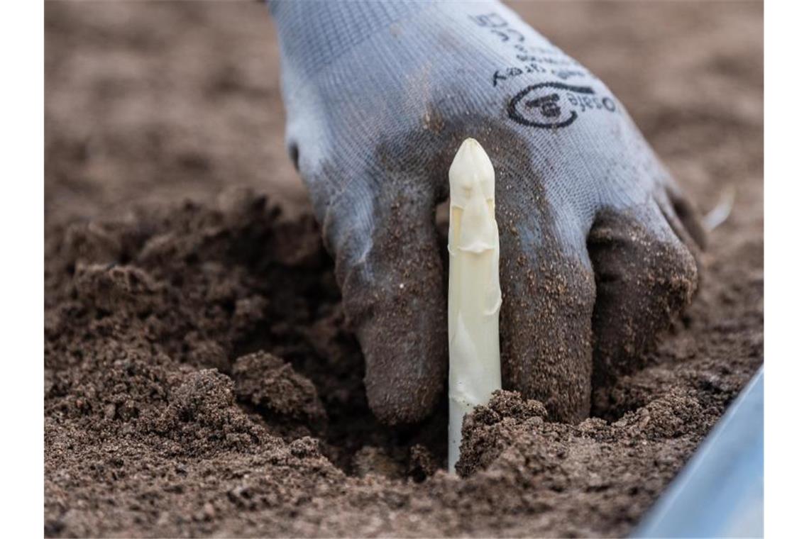 Ein Arbeiter erntet Spargel auf einem Feld. Foto: Silas Stein/dpa/Archivbild