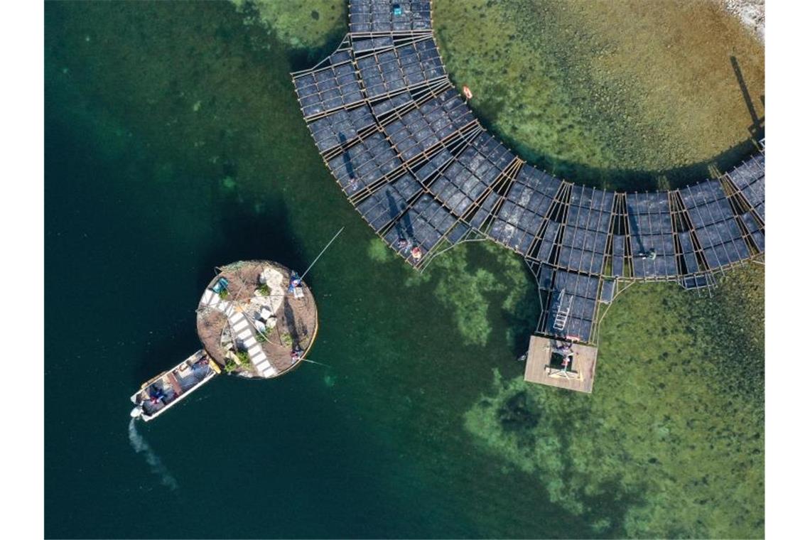 Ein Arbeitsboot schiebt einen schwimmenden Garten über den Bodensee zum Steg. Foto: Felix Kästle/dpa/Archivbild