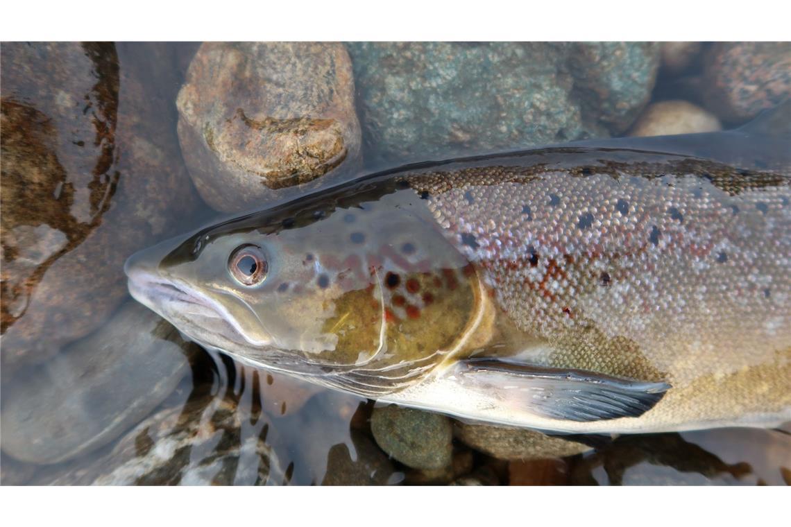 Tausende Süßwasserarten vom Aussterben bedroht Ein Atlantischer Lachs