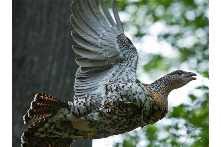 Ein Auerhuhn fliegt durch ein Waldgebiet. Foto: Patrick Pleul/dpa-Zentralbild/dpa/Archivbild