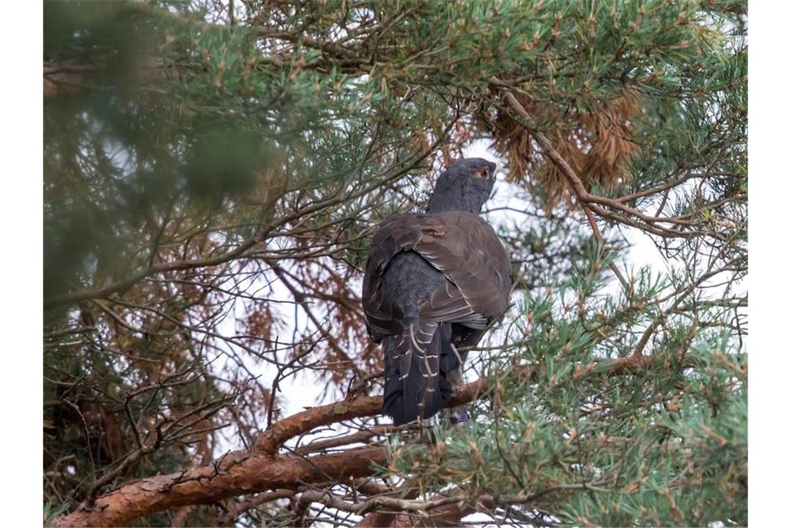 Mit dem Auerhuhn schwindet die Artenvielfalt Ein Auerhuhn sitzt in einem Baum. Foto: Michael Reichel/dpa-Zentralbild/dpa/Archivbild