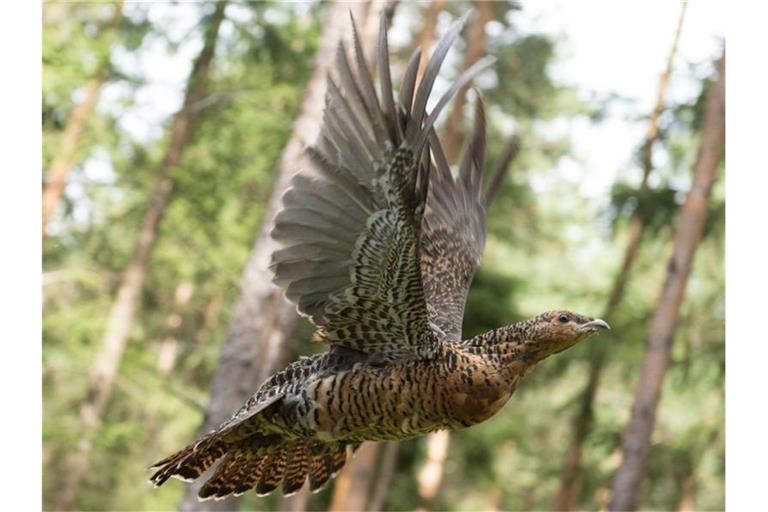 Ein Auerhuhnweibchen fliegt durch einen Wald. Foto: Sebastian Kahnert/Archiv