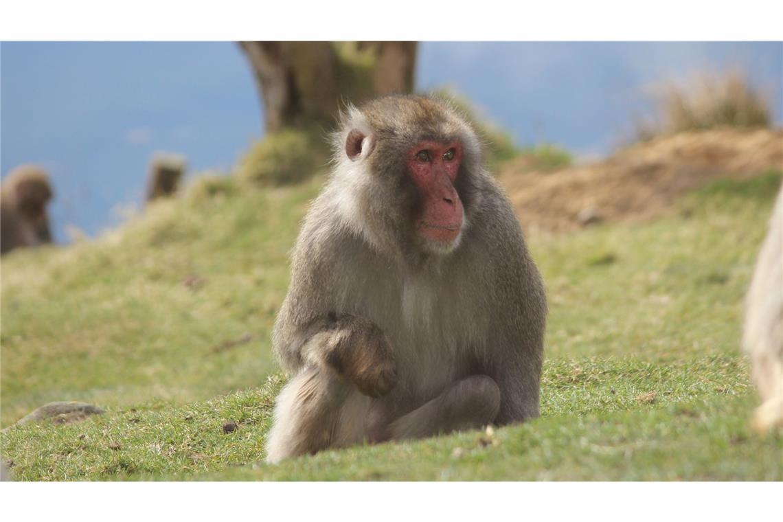 Ein ausgebüxter Affe sorgt in den schottischen Highlands für Gesprächsstoff. (Symbolbild)