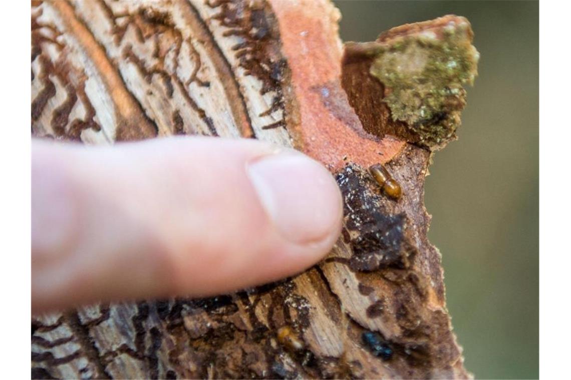 Förster und Waldbesitzer fürchten neue Borkenkäferplage Ein ausgewachsener Borkenkäfer auf einem Stück Rinde: Borkenkäfer befallen und zerstören hauptsächlich Fichten. Foto: Lino Mirgeler/dpa