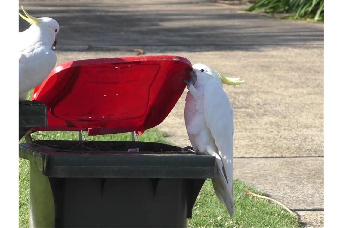 Ein australischer Gelbhaubenkakadu öffnet mit seinem Schnabel und seinem Fuß eine Tonne, während ein zweiter Vogel ihn genau beobachtet. Foto: B. Klump/Max-Planck-Institut für Verhaltensbiologie/dpa/Handout