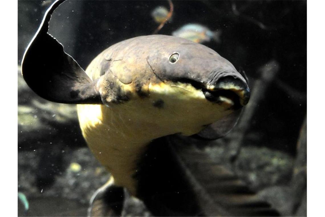 Ein Australischer Lungenfisch schwimmt in einem Aquarium. Foto: Norbert Försterling/dpa/Archivbild