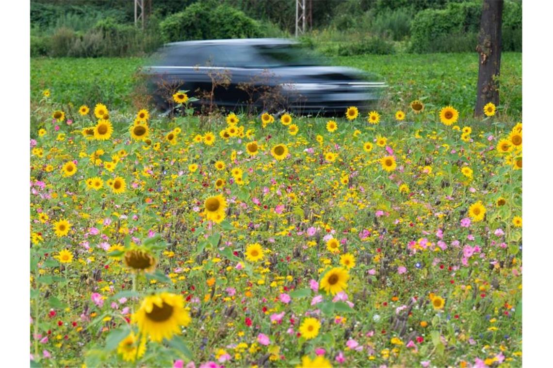 ZEW: Klimaclub könnte Anreize für mehr Klimaschutz setzen Ein Auto fährt an einem blühenden Feld mit Sonnenblumen vorbei. Foto: Julian Stratenschulte/dpa/Symbolbild
