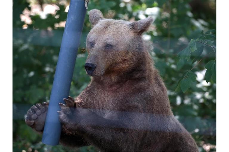 Ein Bär spielt im Gehege im Anholter Bärenwald. Foto: Oliver Berg