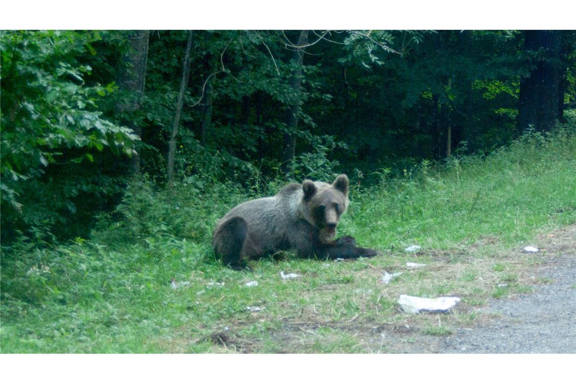 Ein Bär wartet an einer Parkbucht.