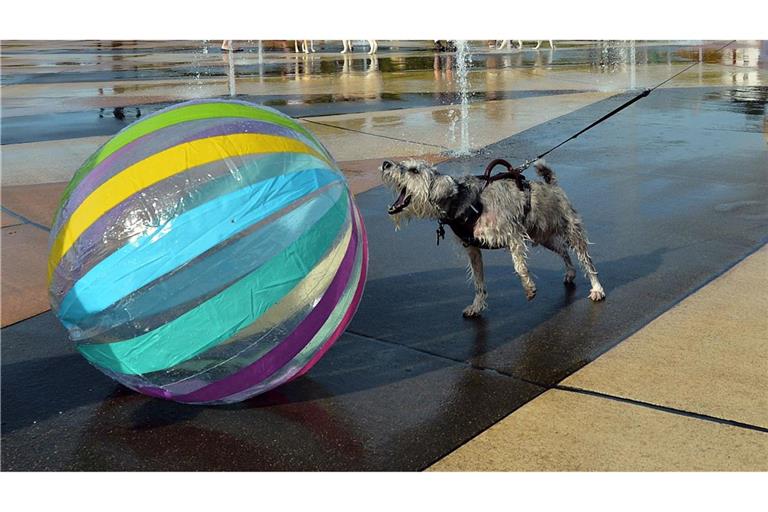 Ein Ball ist für etliche Hunde ein höchst verführerisches Objekt. (Archivbild)