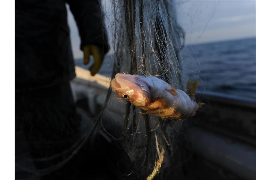 Ein Barsch hängt in einem Fischernetz. Foto: Felix Kästle/dpa