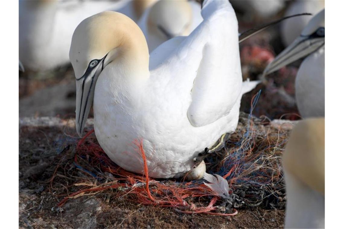 Ein Basstölpel sitzt auf einem Nest mit Plastikresten. Fast in allen Basstölpelnestern auf Helgoland sind Plastikteile verbaut. Foto: Carsten Rehder