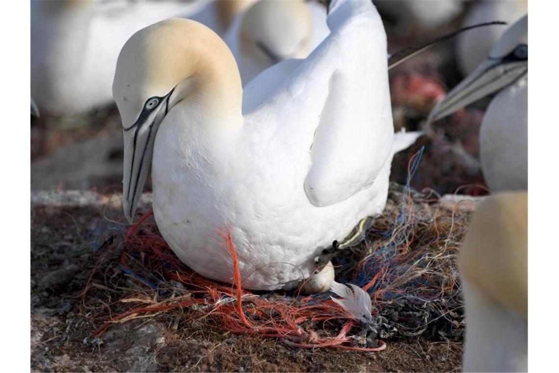 Nester voller Plastik: Basstölpel und die tödliche Gefahr Ein Basstölpel sitzt auf einem Nest mit Plastikresten. Fast in allen Basstölpelnestern auf Helgoland sind Plastikteile verbaut. Foto: Carsten Rehder