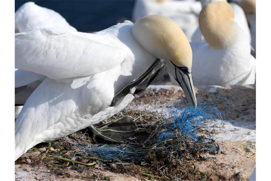 Ein Basstölpel sitzt auf einem Nest mit Plastikresten. Foto: Carsten Rehder/dpa