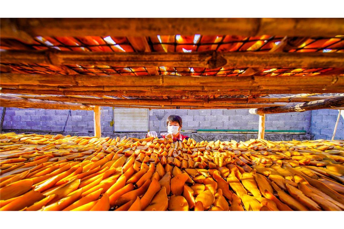 Ein Bauer trocknet Süßkartoffeln auf einem Hof in der nordchinesischen Provinz Hebei.