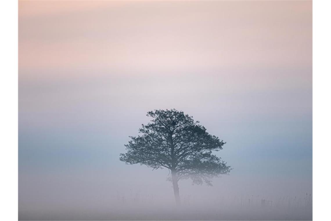Ein Baum auf einer Wiese in Nordniedersachsen ist vom Nebel umgeben. Foto: Mohssen Assanimoghaddam/dpa