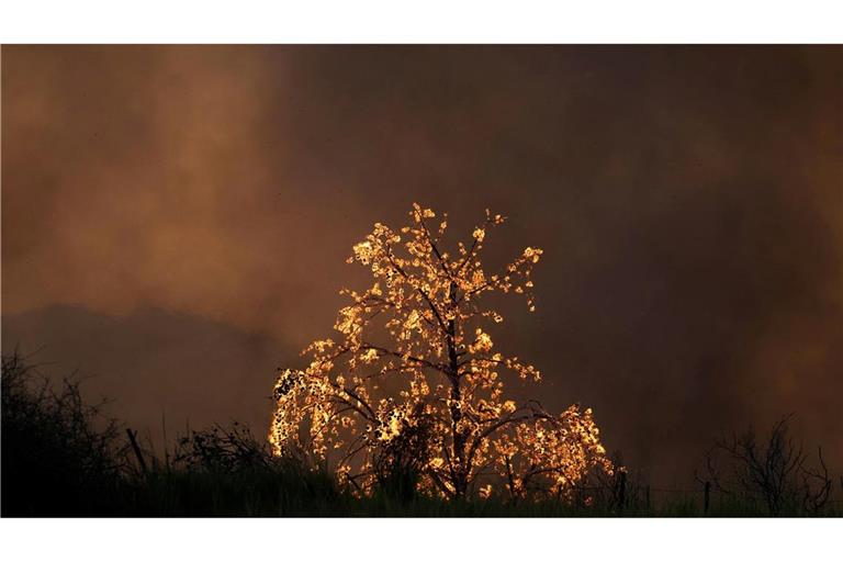 Ein Baum brennt bei einem Waldbrand in der Stadt Patras im Westen Griechenlands.