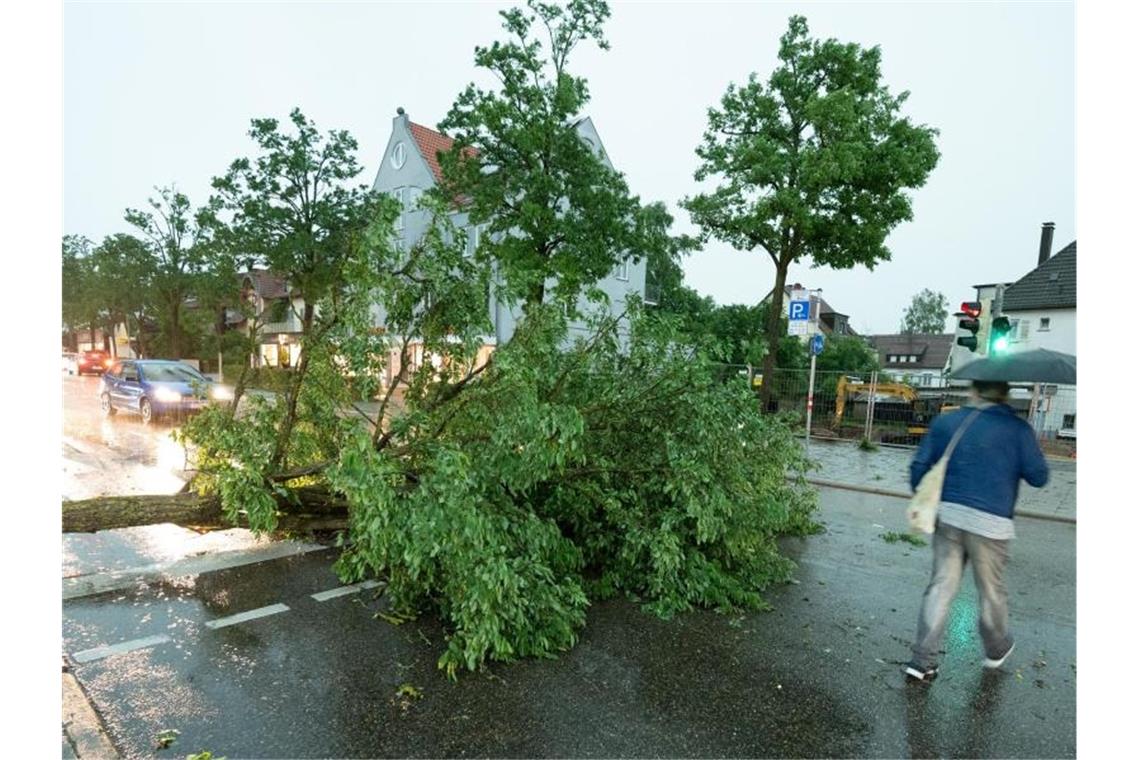 Ein Baum ist in Stuttgart auf eine Straße gestürzt. Foto: Bernd Weissbrod/dpa