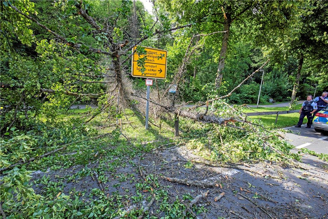 Ein Baum krachte links vom Verkehrszeichen auf die Straße, ein zweiter rechts davon. Das Schild blieb unbeschädigt. Glück hatten auch alle Passanten und Verkehrsteilnehmer, dass sie nicht von den Bäumen getroffen wurden. Fotos: A. Becher