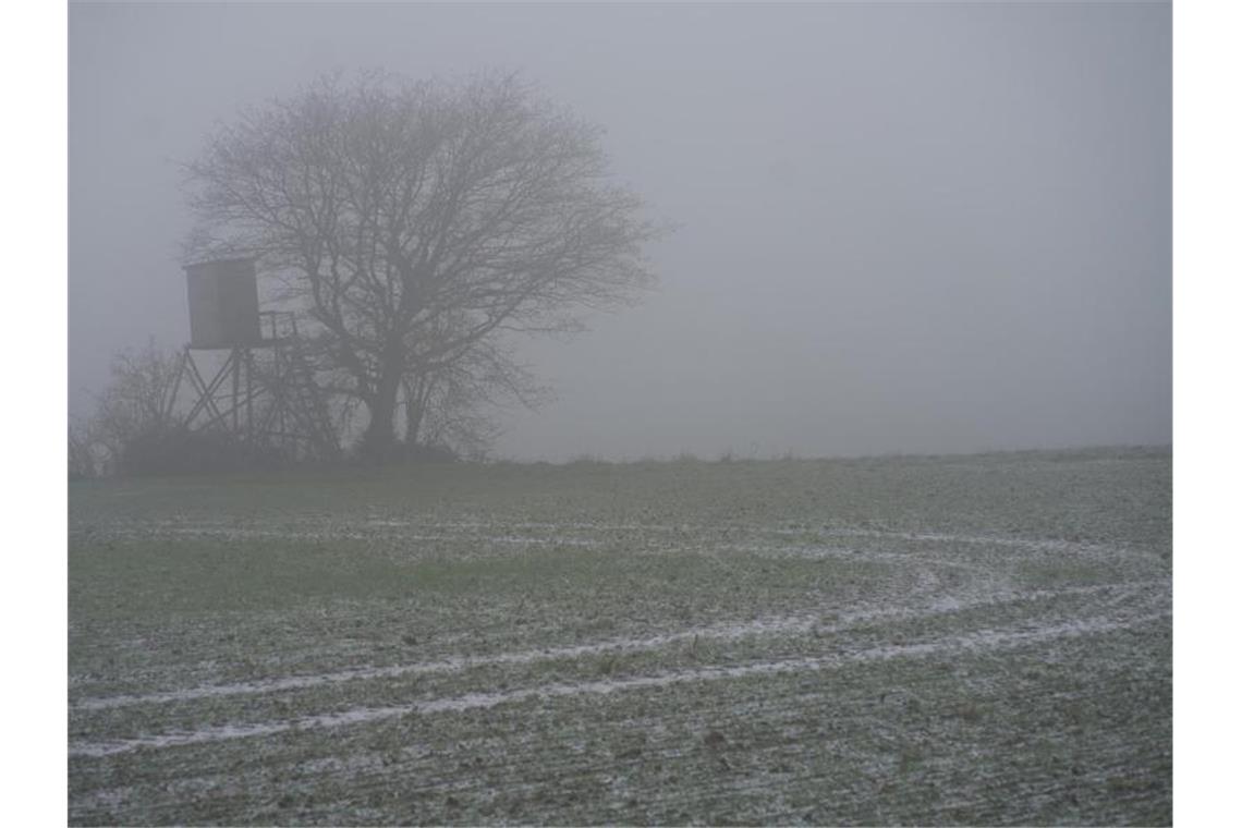 Ein Baum steht bei trübem Wetter auf einem Feld. Foto: Thomas Frey/dpa/Archivbild