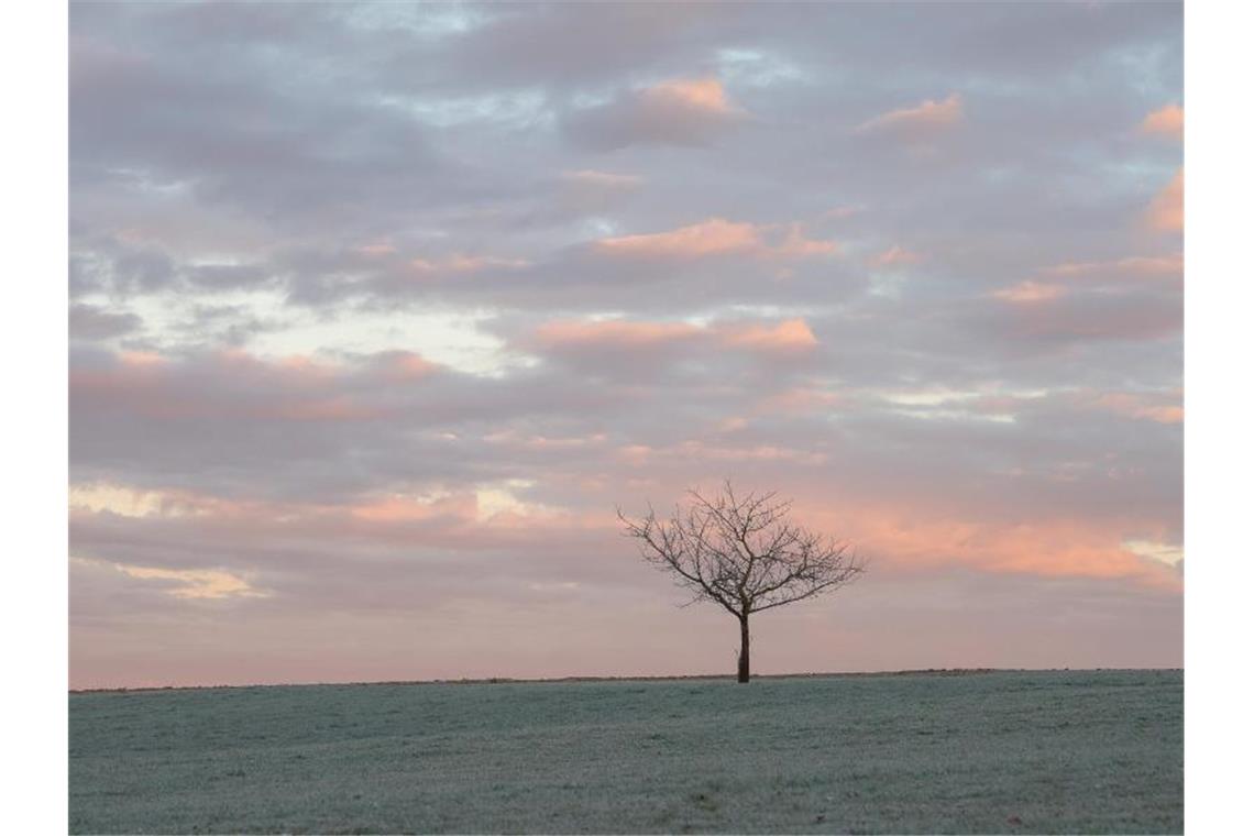 Ein Baum steht vor dem Morgenrot auf einer frostigen Wiese. Foto: Sebastian Gollnow/dpa/Archivbild