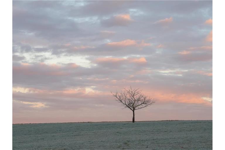 Ein Baum steht vor dem Morgenrot auf einer frostigen Wiese. Foto: Sebastian Gollnow/dpa/Archivbild