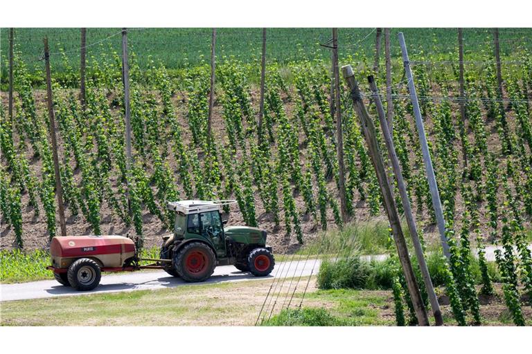 Ein bayerischer Hopfenpflanzer bei der Arbeit (Archiv)