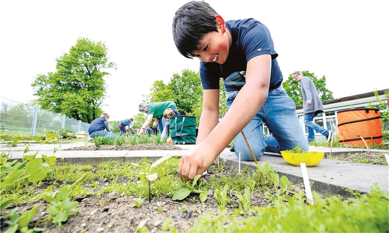 „Erde ist zum Anfassen da“ Ein Beispiel der Schulgartenarbeit: Schüler der Talschule arbeiten mit der Hilfe von Mitgliedern des OGV Heiningen/Waldrems/Maubach im angelegten Schulgarten. Fotos: A. Becher