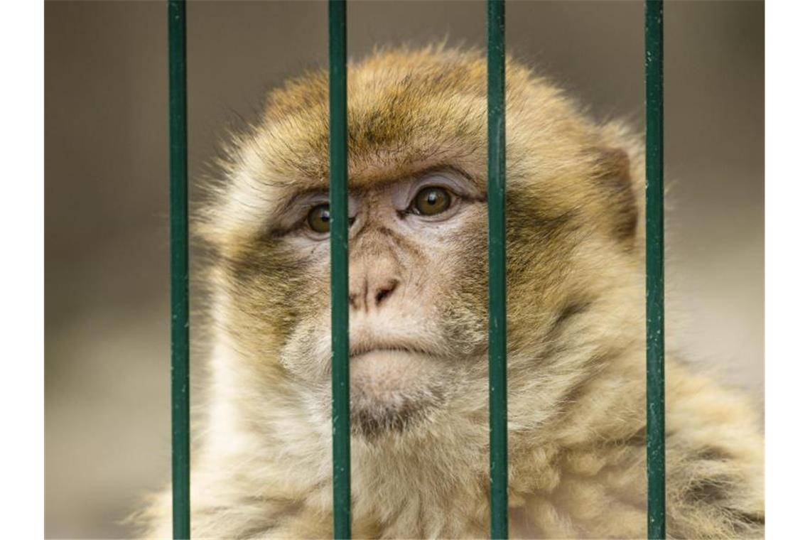 Affe beißt Mann in Bietigheim-Bissingen: Besitzer gesucht Ein Berberaffe hinter Gitterstäben. Foto: Frank Molter/dpa/Symbolbild