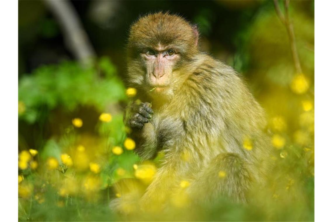Kein Popcorn mehr für die Affen in Salem Ein Berberaffe sitzt im Affenfreigehege auf einer Wiese, auf der Hahnenfuß wächst. Foto: Felix Kästle/dpa/Archivbild