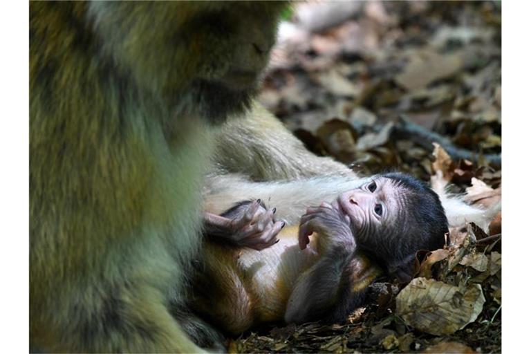 Ein Berberaffen-Baby liegt vor seiner Mutter. Foto: Felix Kästle/dpa