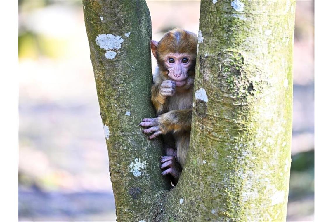 Affenberg: Verhaltener Optimismus in dritter Corona-Saison Ein Berberaffen-Jährling sitzt auf einem Baum. Foto: Felix Kästle/dpa/Archivbild