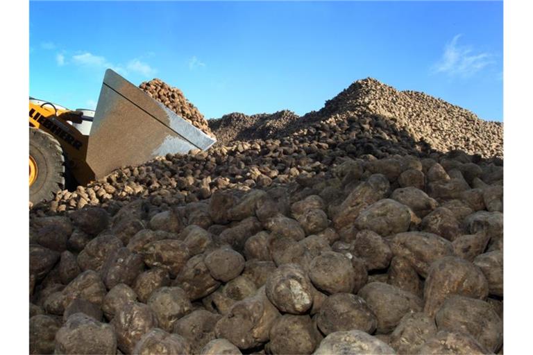 Ein Berg von Zuckerrüben ist auf dem Hof des Werkes der Südzucker AG. Foto: Karl-Josef Hildenbrand/dpa