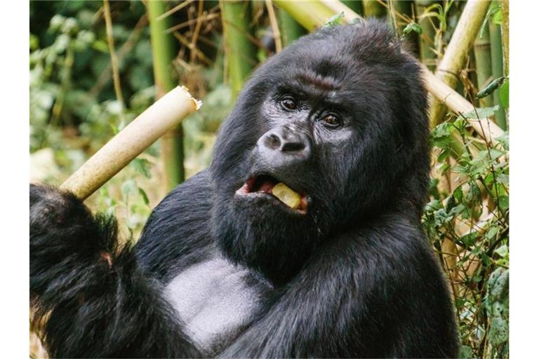Ein Berggorilla im Virunga-Nationalpark im Osten der Demokratischen Republik Kongo. Foto: Philipp Laage/dpa-tmn/dpa