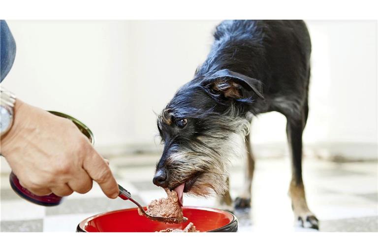 Ein bestimmtes Futter mit Schweinsöhrchen kann Hund und Herrchen schlecht bekommen (Symbolbild).