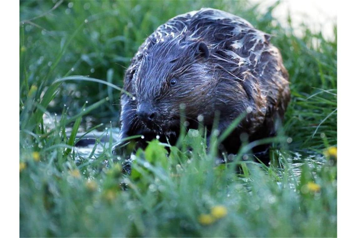 Ein Biber ist in einem überfluteten Naturschutzgebiet bei Bechingen unterwegs. Foto: Thomas Warnack/dpa