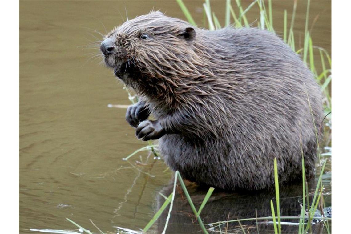 Ein Biber sitzt im Wasser. Foto: Felix Heyder/dpa/Symbolbild